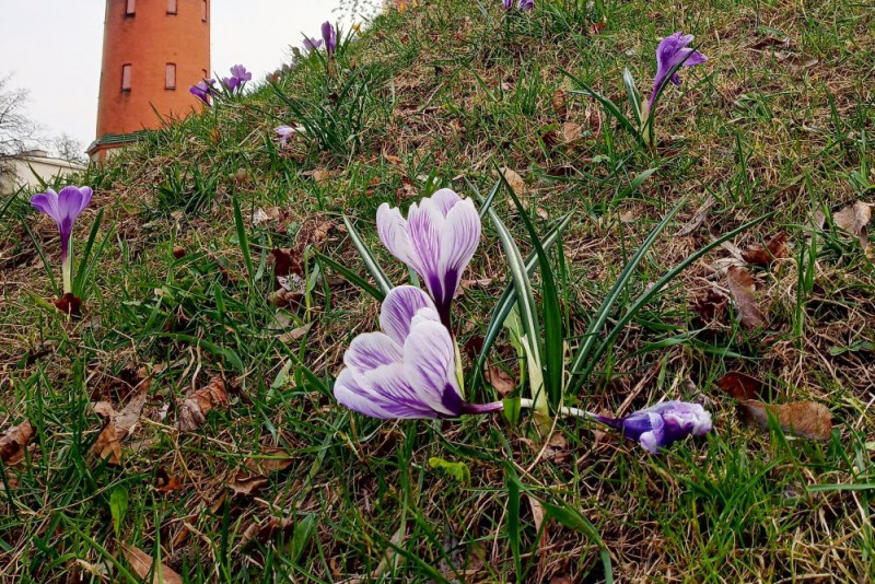 Marzec przyniósł rekordy temperatur i skrajne warunki pogodowe