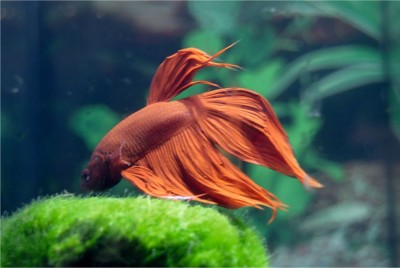 SKLEP ZOOLOGICZNY HAPPY PETS MARCIN LINKA